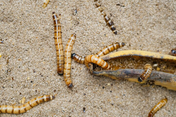 King mealworm (zophobas morio) is a popular feed ingredient that is widely used to give to reptiles, songbirds and other poultry.