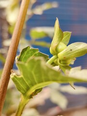 Leaves and branches of a plant in the garden. Selective focus.