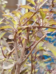 Leaves and branches of a plant in the garden. Selective focus.