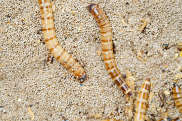 King mealworm (zophobas morio) is a popular feed ingredient that is widely used to give to reptiles, songbirds and other poultry.