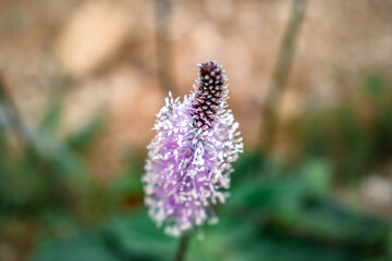 Plantago media has several applications, such as antimicrobial, anti-inflammatory, anti-histaminic, hemostatic, cicatrizing, expectorant