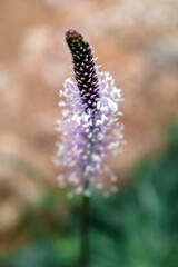 Plantago media has several applications, such as antimicrobial, anti-inflammatory, anti-histaminic, hemostatic, cicatrizing, expectorant