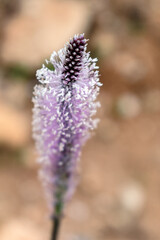 Plantago media has several applications, such as antimicrobial, anti-inflammatory, anti-histaminic, hemostatic, cicatrizing, expectorant