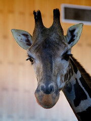 Close up of a giraffe at the zoo on a sunny day