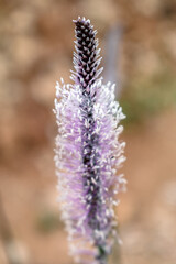 Plantago media has several applications, such as antimicrobial, anti-inflammatory, anti-histaminic, hemostatic, cicatrizing, expectorant