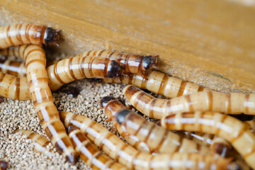 King mealworm (zophobas morio) is a popular feed ingredient that is widely used to give to reptiles, songbirds and other poultry.
