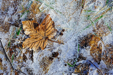 Golden leaves gently rest on a glistening layer of ice, capturing the beauty of seasonal transition in Norway.