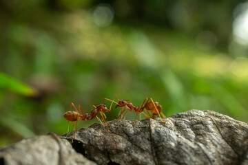 A close-up macro shot of a red ant exploring the edge of a dry leaf with intricate details and a beautiful bokeh background. 
