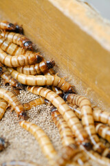 King mealworm (zophobas morio) is a popular feed ingredient that is widely used to give to reptiles, songbirds and other poultry.