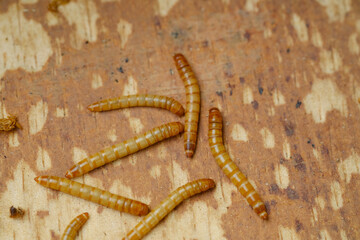 Hongkong caterpillars are the larvae of the black beetle Tenebrio molitor, commonly used for animal food.