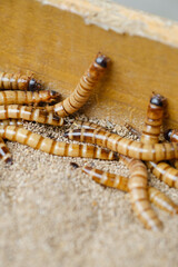 King mealworm (zophobas morio) is a popular feed ingredient that is widely used to give to reptiles, songbirds and other poultry.