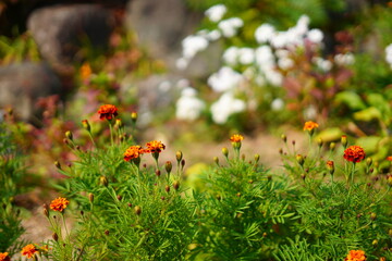 flowers in the grass