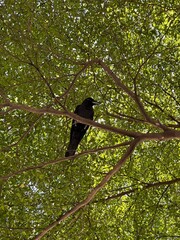 crow on tree