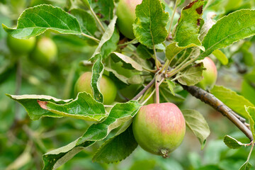 Fresh apples growing on a tree during late summer in an orchard