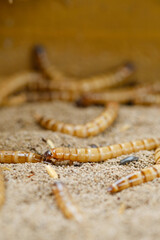 King mealworm (zophobas morio) is a popular feed ingredient that is widely used to give to reptiles, songbirds and other poultry.