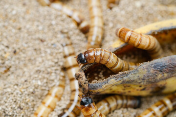 King mealworm (zophobas morio) is a popular feed ingredient that is widely used to give to reptiles, songbirds and other poultry.