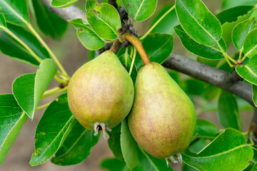 Pear fruits growing on tree branches in a lush garden setting