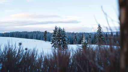 Obraz premium Serene Winter Landscape Snow-Covered Forest and Tranquil Field