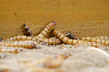 Naklejka premium King mealworm (zophobas morio) is a popular feed ingredient that is widely used to give to reptiles, songbirds and other poultry.
