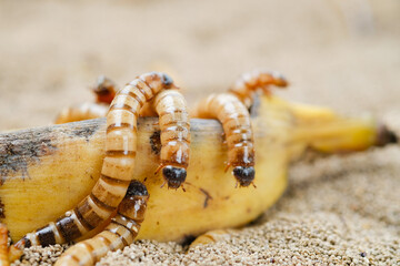 King mealworm (zophobas morio) is a popular feed ingredient that is widely used to give to reptiles, songbirds and other poultry.