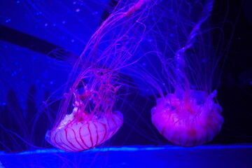 jellyfish in the water