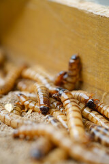 King mealworm (zophobas morio) is a popular feed ingredient that is widely used to give to reptiles, songbirds and other poultry.