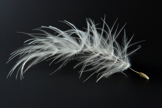 A delicate dandelion on a black background, its feathery seed head softly glowing against the deep darkness