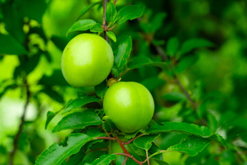 Green apples growing on a tree branch in a lush garden