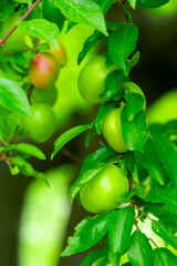 Green apples growing on a tree surrounded by vibrant leaves