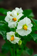 White flowering potato plant blooms in a garden setting