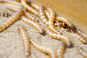 King mealworm (zophobas morio) is a popular feed ingredient that is widely used to give to reptiles, songbirds and other poultry.