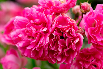 Vibrant pink roses blooming in a garden during spring season