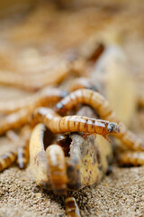 King mealworm (zophobas morio) is a popular feed ingredient that is widely used to give to reptiles, songbirds and other poultry.