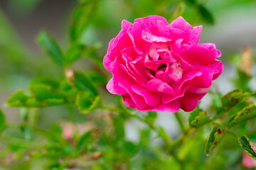 Bright pink rose blooming in a garden during summer season