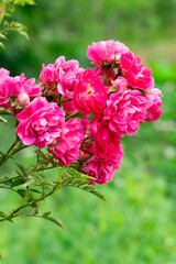 Vibrant pink roses blooming in a lush garden during springtime