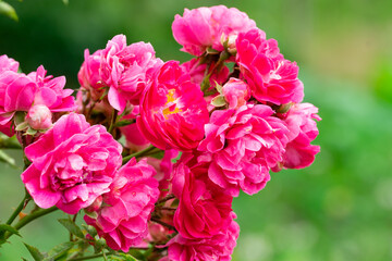 Vibrant pink roses bloom in a lush garden during springtime