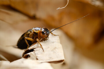 close up of cricket on brown dry leaf