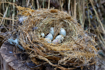 Nest with speckled eggs resting in natural surroundings