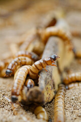 King mealworm (zophobas morio) is a popular feed ingredient that is widely used to give to reptiles, songbirds and other poultry.