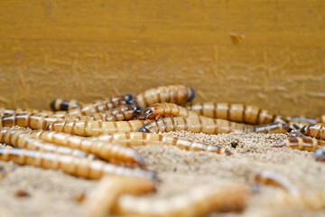 King mealworm (zophobas morio) is a popular feed ingredient that is widely used to give to reptiles, songbirds and other poultry.