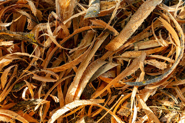 Wood shavings scattered on a workshop floor in warm sunlight