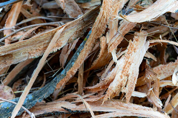 Wood shavings scattered on the ground from recent woodworking activity
