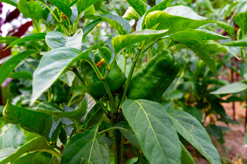Fresh green peppers growing on plants in a garden setting