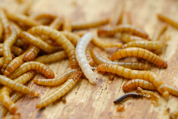 Hongkong caterpillars are the larvae of the black beetle Tenebrio molitor, commonly used for animal food.