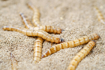 King mealworm (zophobas morio) is a popular feed ingredient that is widely used to give to reptiles, songbirds and other poultry.