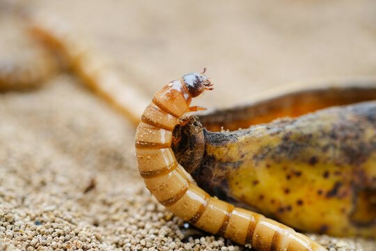 King mealworm (zophobas morio) is a popular feed ingredient that is widely used to give to reptiles, songbirds and other poultry.