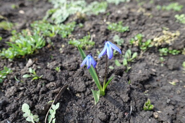 2 blue flowers of Siberian squill in April