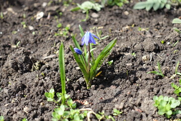 A bud and blue flower of Siberian squill in April
