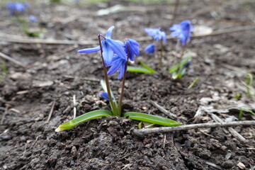 Closeup of Siberian squill with blue flowers in March