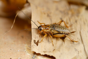close up of cricket on brown dry leaf